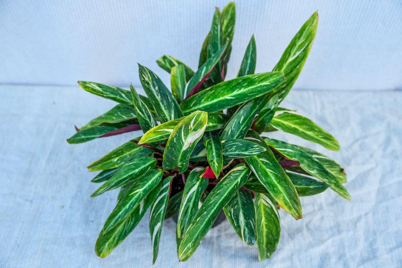calathea picturata pflege Calathea Picturata | 70cm | Online kaufen