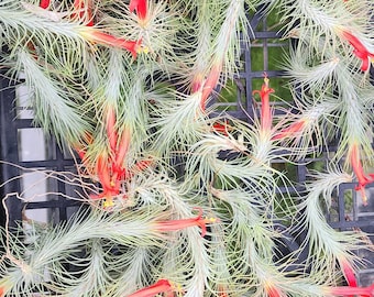 fuchsii air plant Fuchsii var Gracilis Medium (Minimum Order 10)