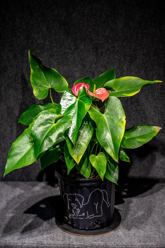 Anthurium California 3 Gallons Pot - Etsy