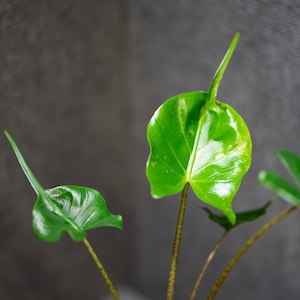 minimalist plant pots Hasami Porcelain Small Planter, Natural main image 0