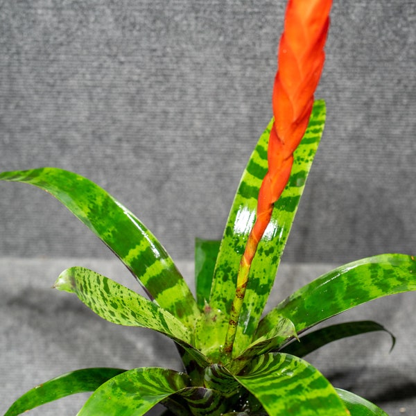 Bromeliad Vriesea Splenreit 4" pot