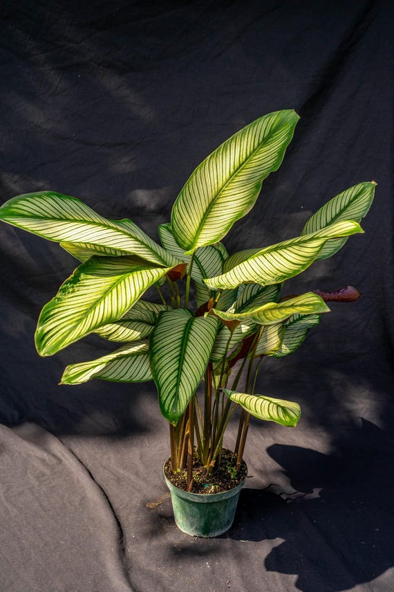 calathea roseopicta corona Calathea Corona  Greenspaces.id