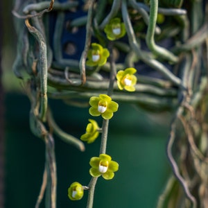 Chiloschista Viridiflava