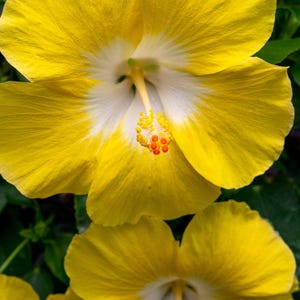 Hibiscus Bonaire Wind: Golden Yellow Tropical Flowering Shrub