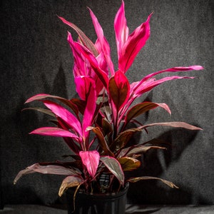 Cordyline fruticosa Red Sister, Ti Plant, Cordyline Terminalis, Dracaena Terminalis 10 pot image 2