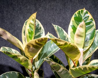 Ficus Tineke Double Stems, Variegated Elastica Rubber in a 3 gallon pot