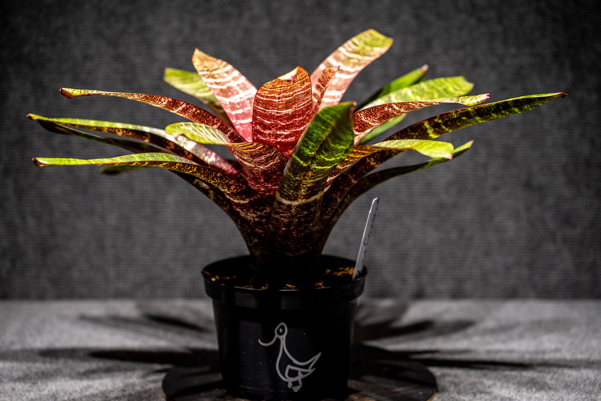 ブロメリア・エアープランツ Vriesea Red Chestnut Vriesea Red Chestnut 'Vista' - Bird Rock Tropicals