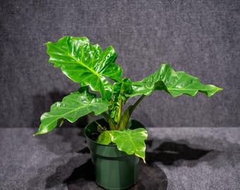 Alocasia Low Rider Starter Plant (ALL STARTER PLANTS Require You