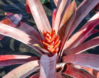 Aechmea Tropic Torch ‘Red’ 9″ pot