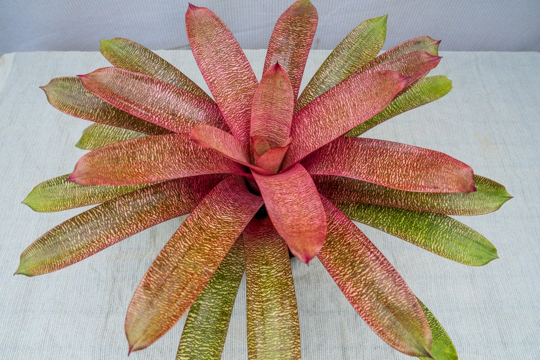Vriesea Hybrid Red