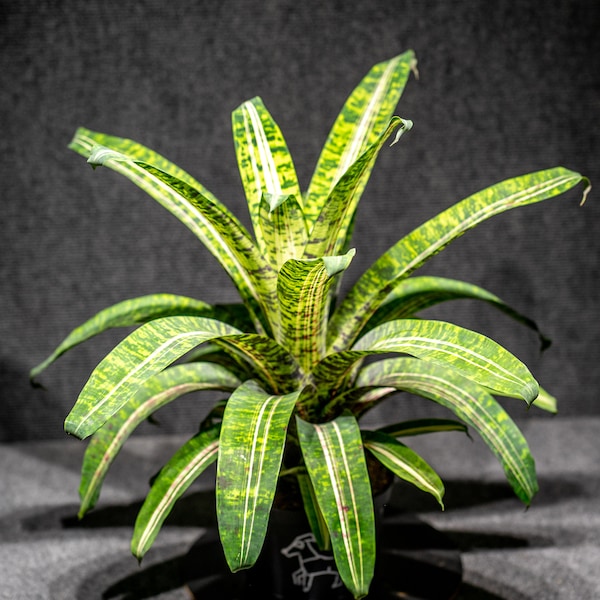 Bromeliad Vriesea Ocean Mist