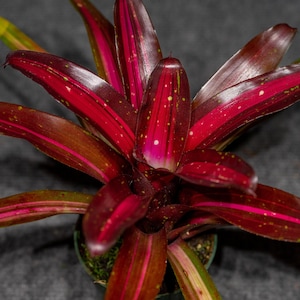 Bromeliad Neoregelia Margaret 6" pot