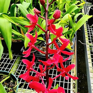 Orchid Renanstylis Bangkok Beauty