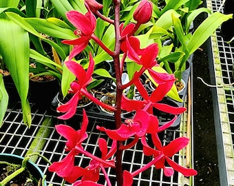 Orchid Renanstylis Bangkok Beauty