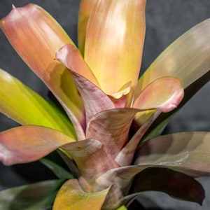 Bromeliad Aechmea Harvito 6" pot