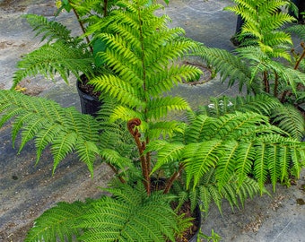 Australian Tree Fern 14" pot (7 Gallons)