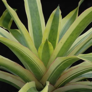 Aechmea Mexicana Albo 8&quot; pot