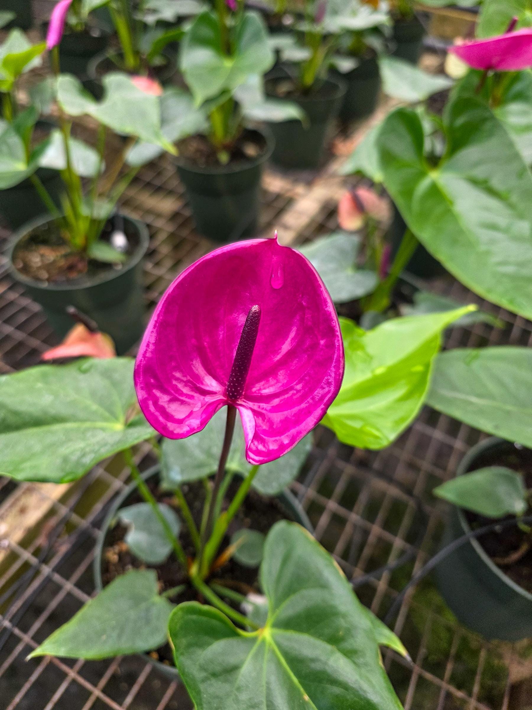 Purple Purple Anthurium - Etsy