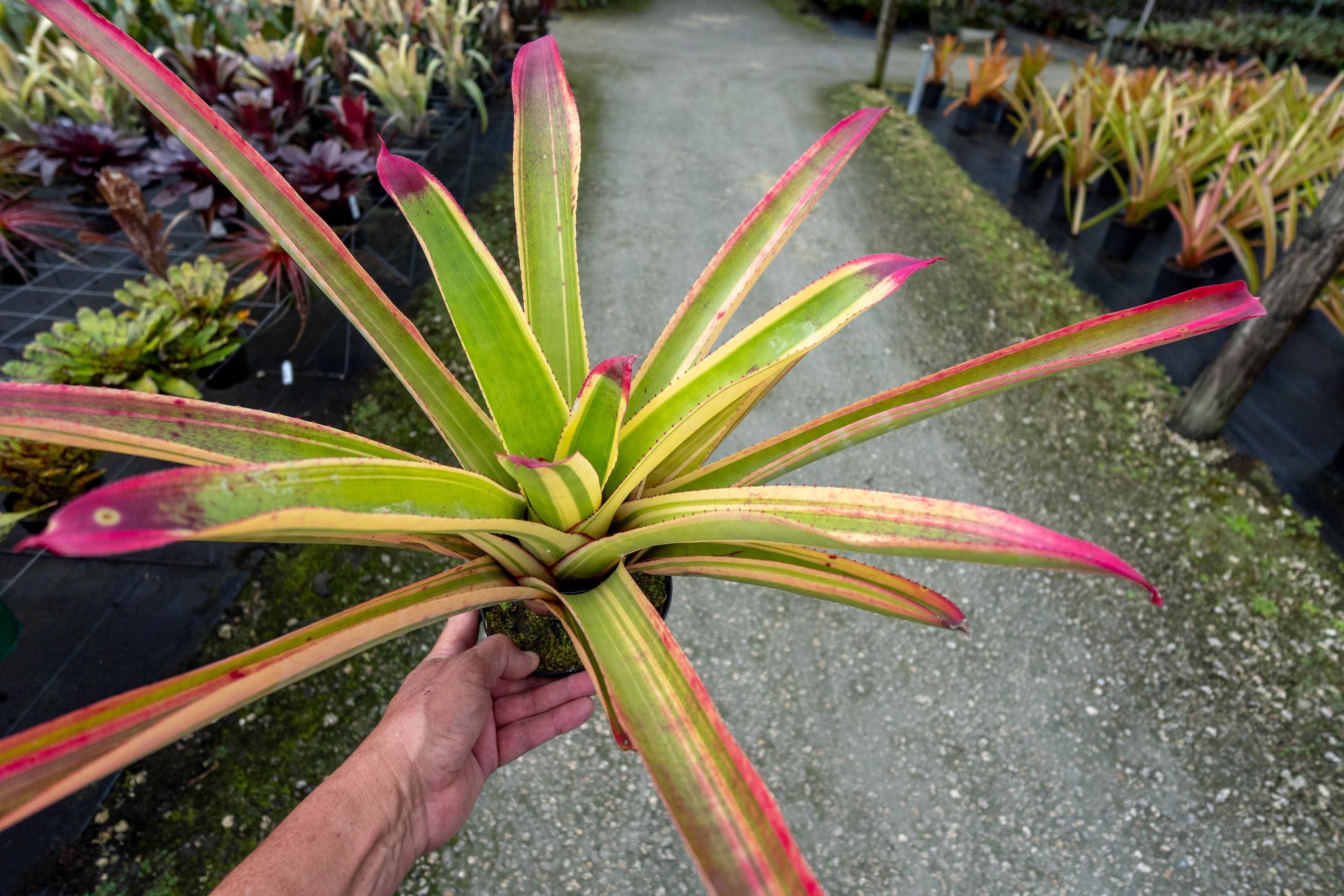 ブロメリア・エアープランツ Neoregelia Cruenta Rubra Neoregelia cruenta 'Rubra' | Panus