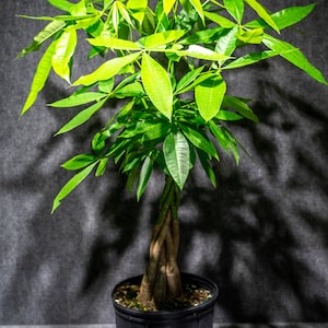 Money Tree Pachira Aquatica  in a 3 gallons pot