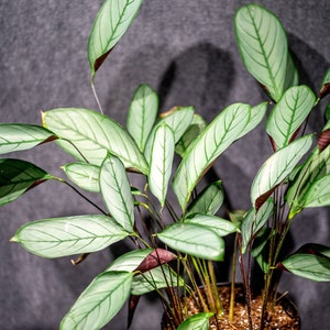 Calathea Ctenanthe Setosa 10 pot imagem 1