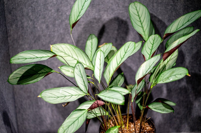 Calathea Ctenanthe Setosa 10 pot imagem 1