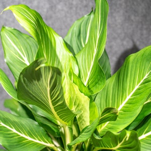 Dieffenbachia &#39;Sterling&#39; 9&quot; pot