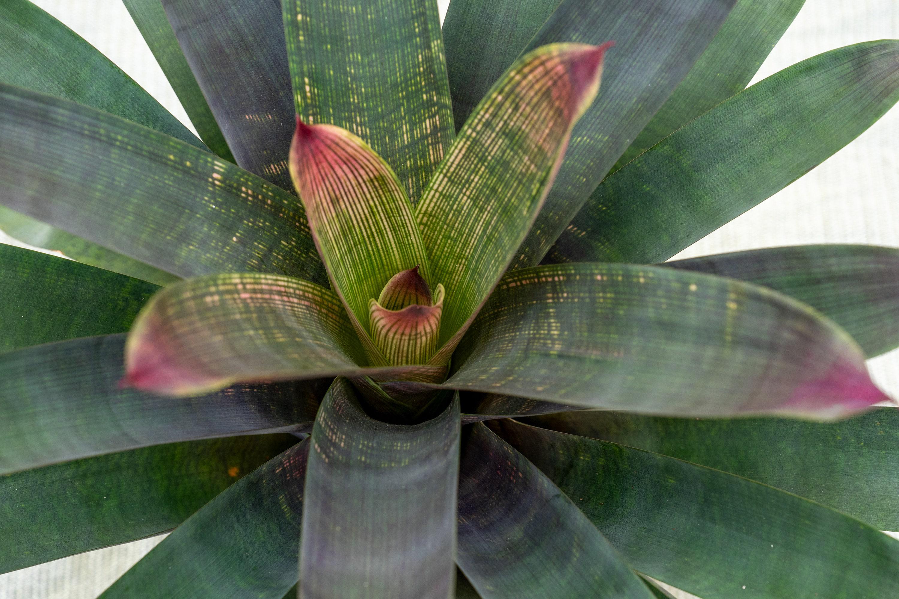 Vriesea 'Manoa Valley' 中株 Just Add Ice 15