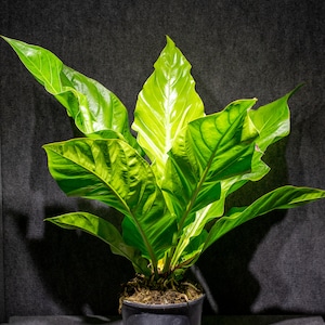 Anthurium Hookerii (3 gallons pot) &quot;Very large plant&quot;
