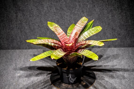 Bromeliad Vriesea Red Chestnut 6