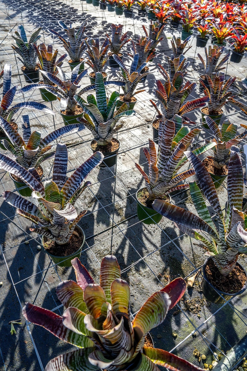 305 Greenery Aechmea Chantinii DeLeon - Thumbnail 3