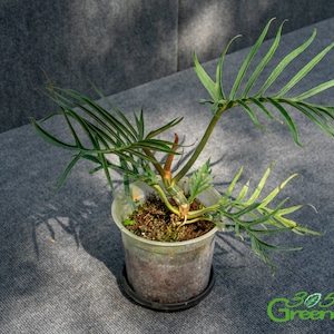 Philodendron Tortum 6″ pot
