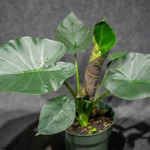 Alocasia Regal Shield 6 inch pot
