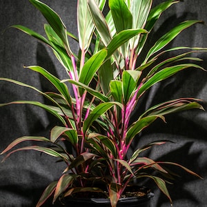 Cordyline Terminalis Pink Diamond, Dracaena  14 inch, 5 gallon pot