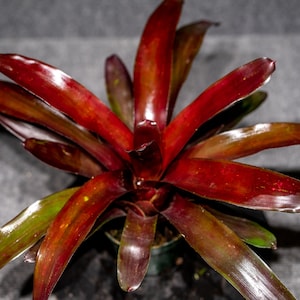 Bromeliad Neoregelia Elwood 4&quot; Pot