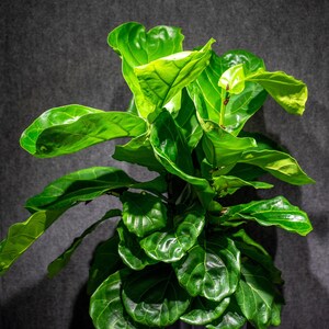 Fiddle Leaf Fig 10" pot
