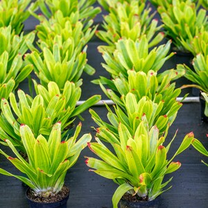 Bromeliad Hohenbergia Castellanosii Variegated 8 pot image 5