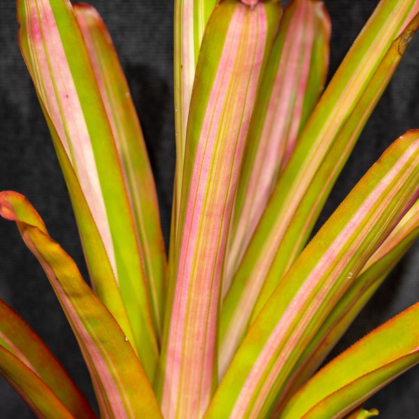 Bromeliad Aechmea Blanchettiana Variegated (9" Pot)