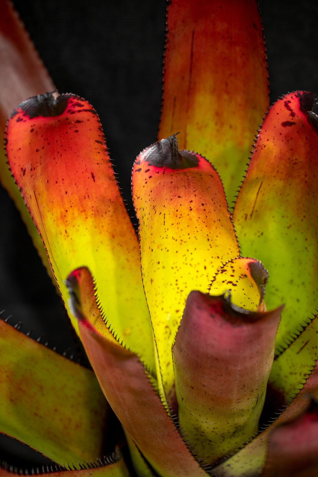 ブロメリア　neoregelia carcharodon rainbow Neoregelia carcharodon 'Rainbow' – bromeliad.com
