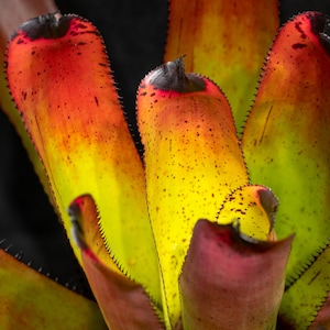 Neoregelia carcharodon 'Rainbow' 9" pot