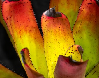 Neoregelia carcharodon 'Rainbow' 9" pot