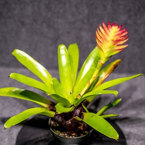 vriesea pink cockatoo 4&quot;