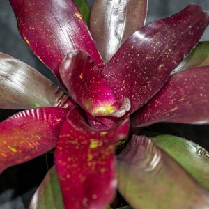 Bromeliad Neoregelia Vacation