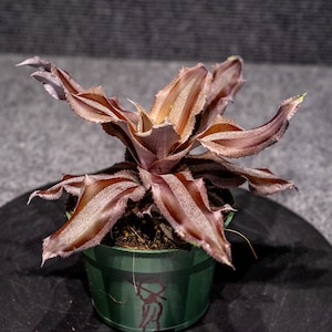 Cryptanthus Menescal 4&quot; pot
