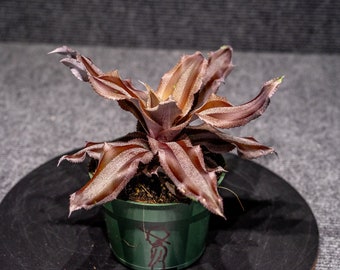 Cryptanthus Menescal 4" pot (2 plants)