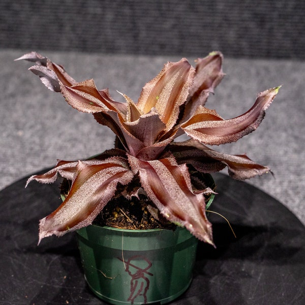 Cryptanthus Menescal 4" pot (2 plants)