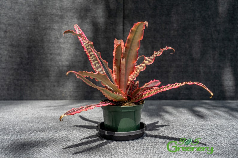 305 Greenery Cryptanthus Elaine