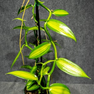 Vanilla plantifolia Green Variegated