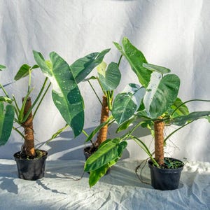 Philodendron Jose Bueno: Rare Variegated Tropical Aroid - 8" pot