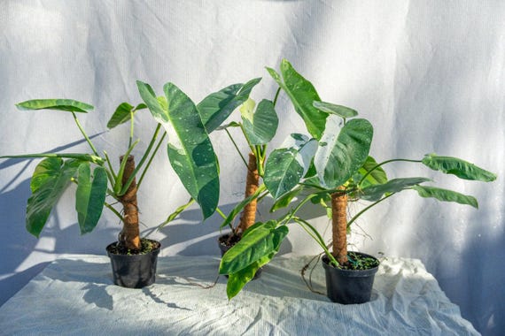 Philodendron Jose Bueno: Rare Variegated Tropical Aroid - 8" Pot - Etsy  Israel